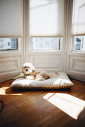 Dog lying on orthopedic pet bed near window