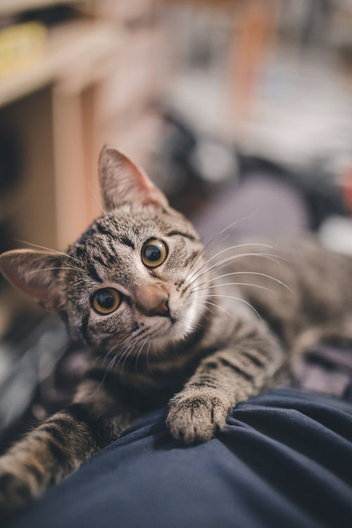 Cat playing with feather wand toy