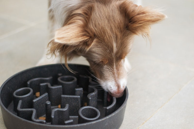 Dog eating from bowl